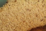Schizopora paradoxa image