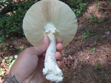 Amanita cokeri image