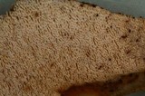 Schizopora paradoxa image