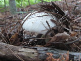 Amanita cokeri image