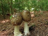 Amanita brunnescens image