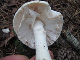 Amanita cokeri image