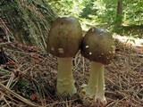 Amanita brunnescens image