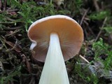 Rhodocollybia maculata image