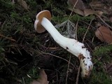 Rhodocollybia maculata image