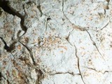 Hypomyces rosellus image