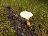 Ganoderma curtisii image