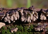 Xylobolus frustulatus image