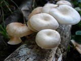 Lentinula boryana image