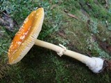 Amanita frostiana image