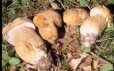 Boletus variipes image