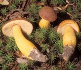 Boletus roxanae image