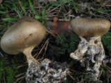 Scleroderma verrucosum image