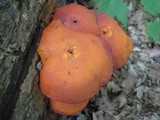 Gymnopilus luteus image