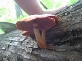 Gymnopilus luteus image