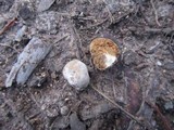 Cortinarius maculobulga image