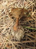 Coltricia perennis image