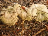 Coltricia perennis image