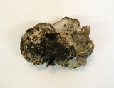 Boletopsis smithii image