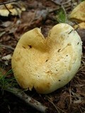 Lactarius deceptivus image