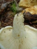 Lactarius deceptivus image