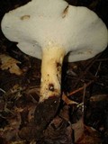 Polyporus radicatus image