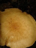 Polyporus radicatus image