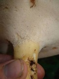Polyporus radicatus image