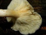 Tricholomopsis rutilans image