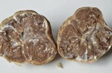 Tuber gibbosum image