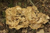 Meripilus sumstinei image