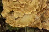Meripilus sumstinei image