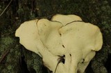Meripilus sumstinei image