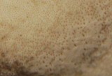 Meripilus sumstinei image