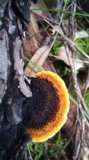 Gloeophyllum sepiarium image