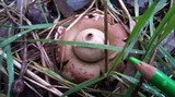 Geastrum triplex image
