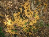 Xeromphalina kauffmanii image