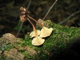 Xeromphalina kauffmanii image