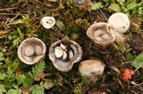 Cyathus olla image