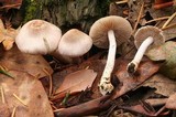 Inocybe lilacina image