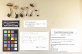 Inocybe lilacina image