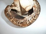 Agaricus subperonatus image