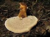 Coltricia montagnei var. montagnei image
