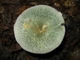 Russula parvovirescens image