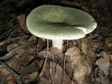 Russula parvovirescens image