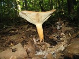 Lactarius volemus image