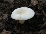Lactarius piperatus image