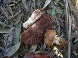 Agaricus silvaticus image