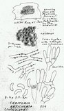 Ceriporia reticulata image