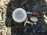 Amanita brunneibulbosa image